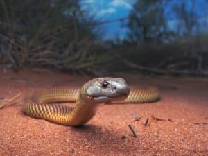 Phobie des animaux 5 serpent